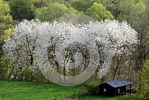 Bloom trees in the forest photo