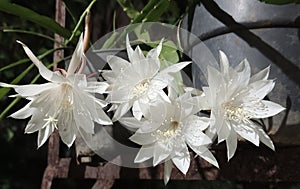 Bloom of Tuberose Flower