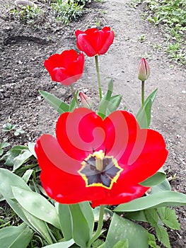 bloom tulip plants