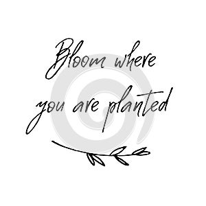 Bloom where you are planted. Inspirational and motivational handwritten lettering quote.