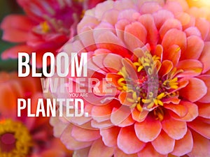 Bloom where you are planted word and pink flower
