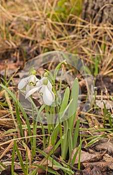 Bloom  white Galanthus snowdrops   in spring