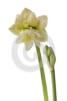 Bloom white and green double Amaryllis Hippeastrum