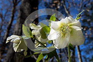 Bloom of a White Lenten Rose