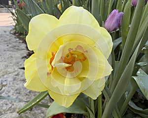 Bloom of Wild daffodil at the Dallas Blooms annual spring festival at the Dallas Arboretum.