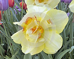 Bloom of Wild daffodil at the Dallas Blooms annual spring festival at the Dallas Arboretum.