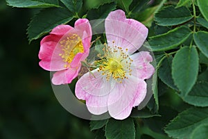 Bloom of wild rose shrub