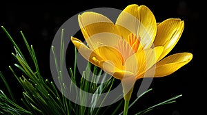 bloom yellow crocus flower