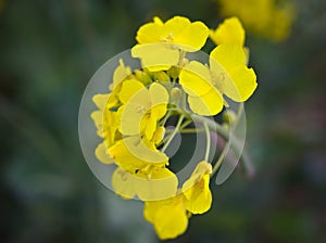 Bloom of yellow raps close up