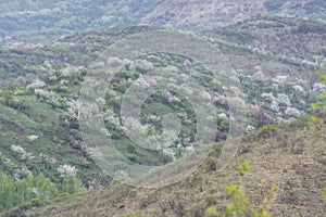 Bloomed apple trees. Nature in Tekeli.