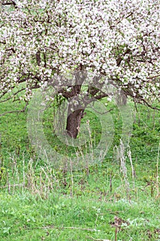 Bloomed apple trees. Nature in Tekeli.