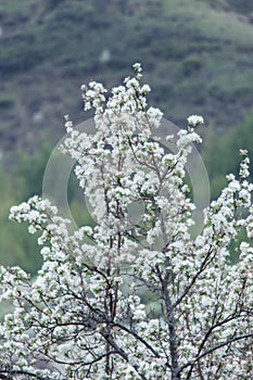 Bloomed apple trees. Nature in Tekeli. Spring. Kazakhstan