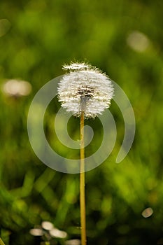 Dandelion in spring light photo
