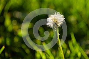 Dandelion in spring light photo