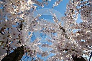 Bloomed cherry trees in Bucharest in the spring time