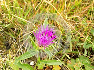 Bloomed Cyclamen Thistle