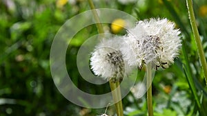 Bloomed dandelion in nature grows from green grass. Old dandelion closeup. Nature background of dandelions in the grass