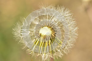 Bloomed dandelion in nature grows from green grass.Old dandelion closeup.Plant