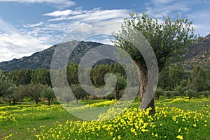 Campo oliva alberi un montagne 