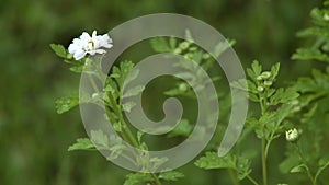 Bloomed Mayweed Flower