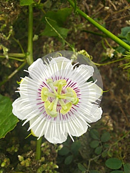 Bloomed Passion flower white