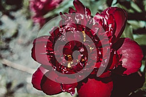 Bloomed Peony flower close up. Floral background. Green thumb concept. Home gardening. Botanical garden. Vivid colour. Blossom bud