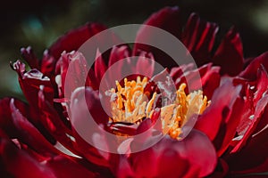 Bloomed Peony flower close up. Floral background. Green thumb concept. Home gardening. Botanical garden. Vivid colour. Blossom bud