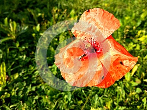 Bloomed Poppy with Bee