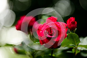 Bloomed red roses in the springtime garden