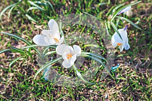 Bloomed snowdrops close-up