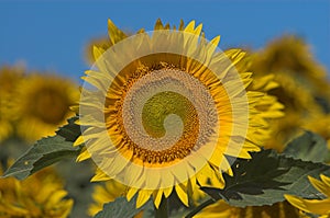 Bloomed sunflowers photo