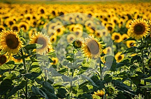 Bloomed sunflowers in the field