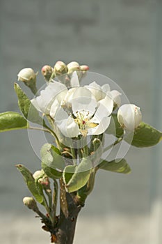 Bloomed tree top