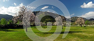 Bloomed Trees Green Fields and Mountains