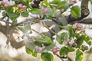 Bloomig apple tree in spring