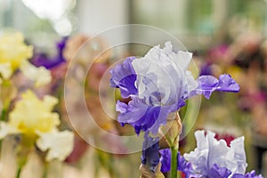 Bloomig blue iris flower