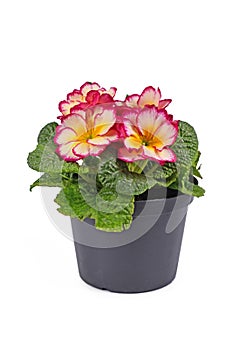 Bloomig `Primula Acaulis Scentsation` primrose flowers in pot on white background