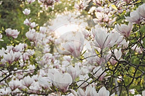 Blooming magnolia branches in Prague