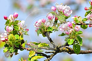 Bloomimg Apple Tree