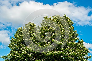 Bloomimg chestnut on blue sky clouds background