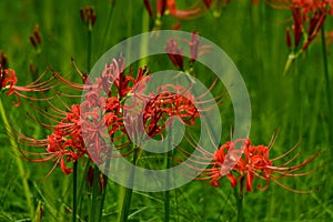 Bloomimg red lycoris radiata