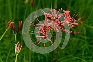 Bloomimg red lycoris radiata photo