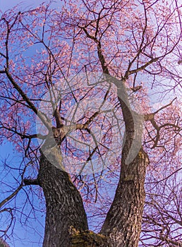 Bloomimg sakura cherry tree