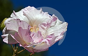 Bloomin Pink Camelia Flower photo