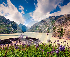 Bloomind flowers on the coast of Grimselsee reservoir on the top