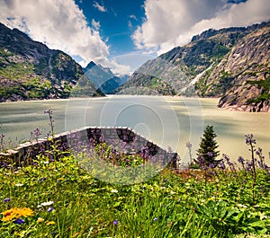 Bloomind flowers on the coast of Grimselsee reservoir on the top