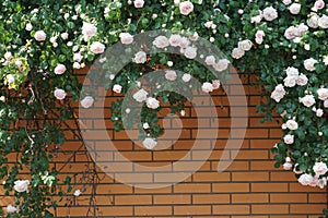 Bloomind rose bush and orange brick wall