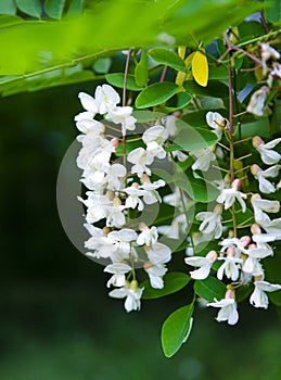 Blooming acacia close up. acacia tree