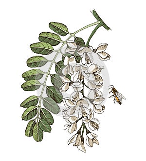 Blooming acacia and honey bee