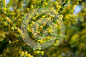 Blooming of Acacia paradoxa